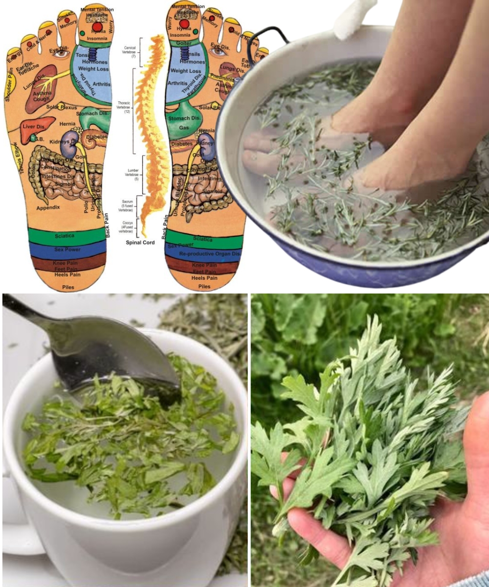 The Science of Bitter: How Wormwood Unlocks the Alchemical Secrets of Digestive Health