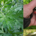 The Science of Mugwort: How This Ancient Herb Supports Digestive Health