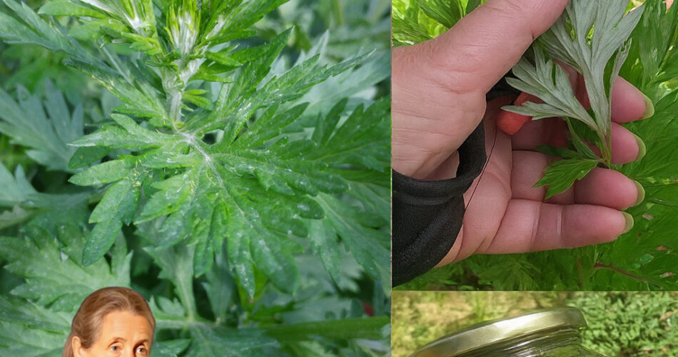 The Science of Mugwort: How This Ancient Herb Supports Digestive Health