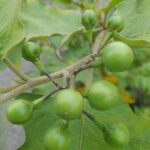 The Science of Solanum: Breaking Down the Antioxidant Profile of Turkey Berries.