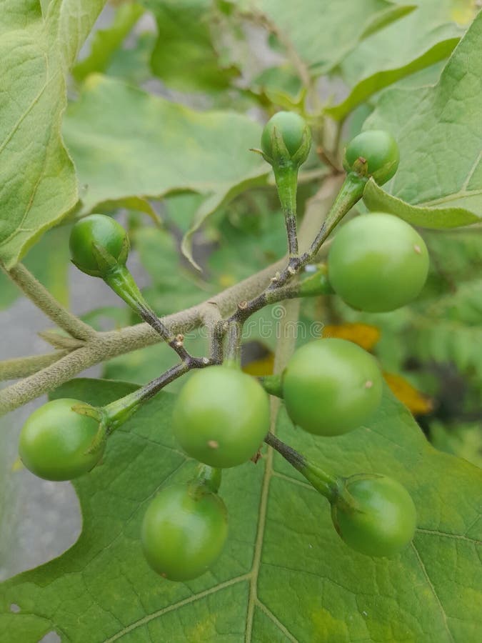 The Science of Solanum: Breaking Down the Antioxidant Profile of Turkey Berries.