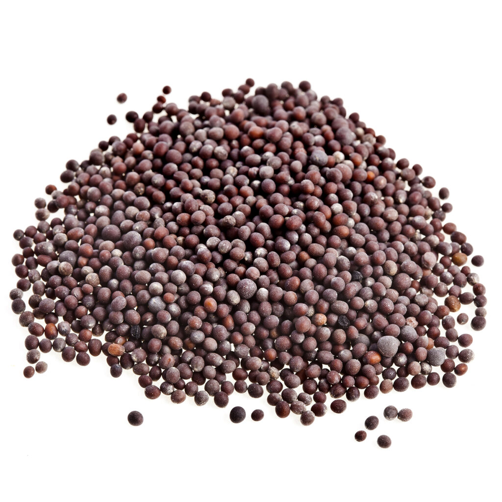 The Science of Spice: Unveiling the Metabolic Alchemy of White Mustard Seeds
