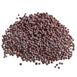 The Science of Spice: Unveiling the Metabolic Alchemy of White Mustard Seeds