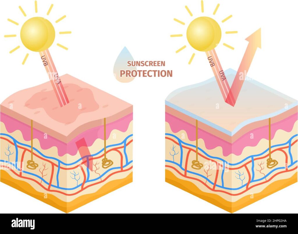 The Sun’s Embrace and the Crimson Shield: How Tomatoes Tell a Story of Skin Protection