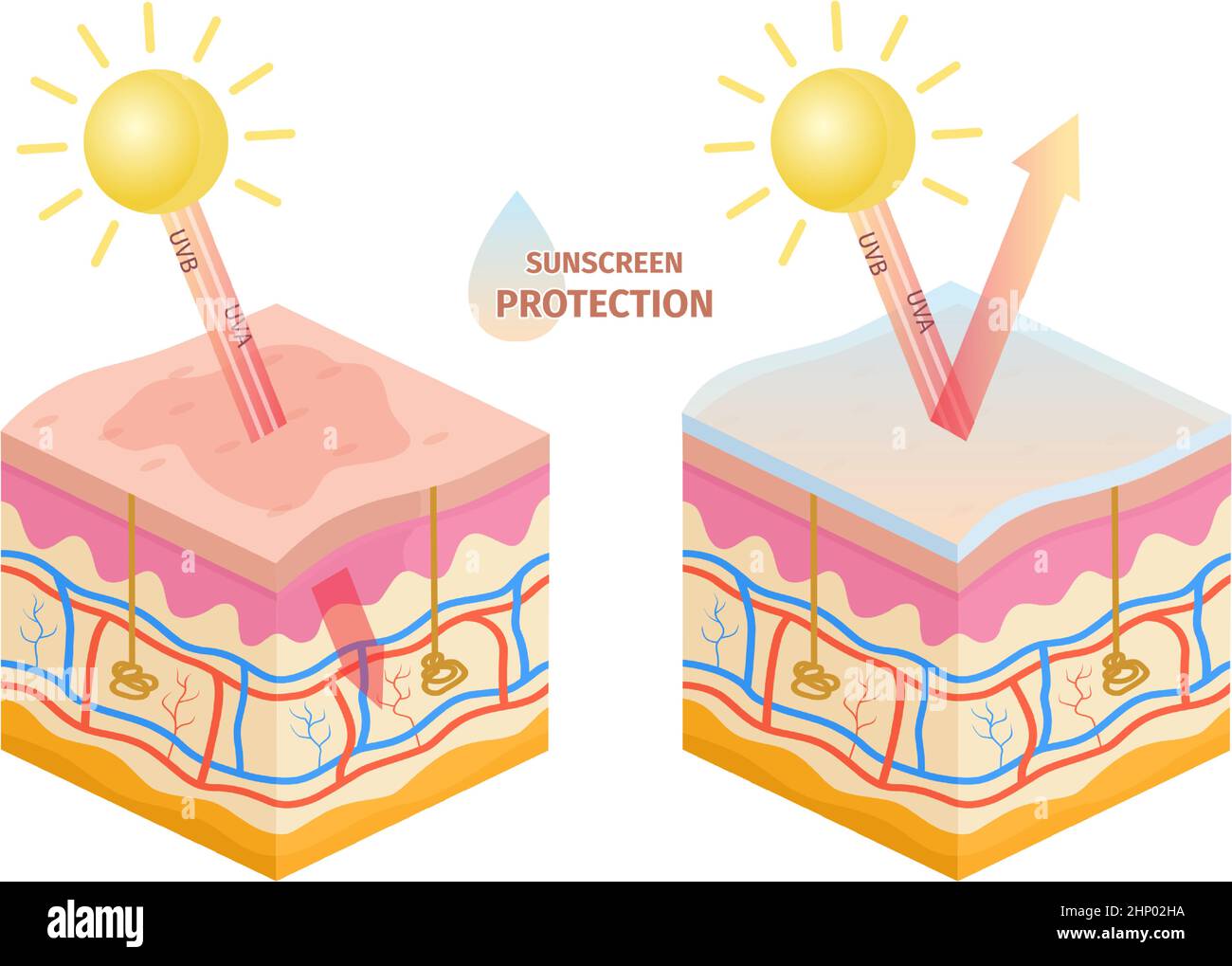 The Sun’s Embrace and the Crimson Shield: How Tomatoes Tell a Story of Skin Protection