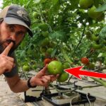 The Tomato Secret: What Happens to Your Body When You Eat One Every Day