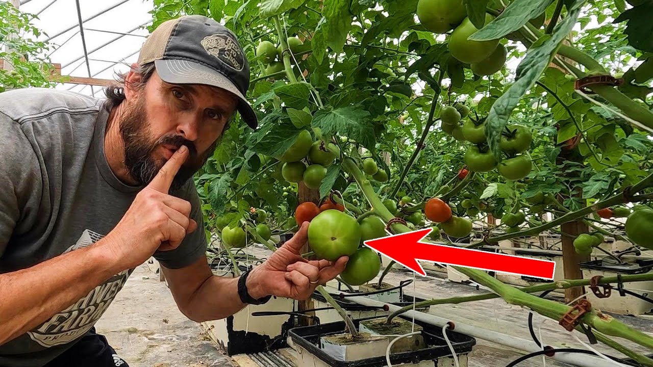 The Tomato Secret: What Happens to Your Body When You Eat One Every Day
