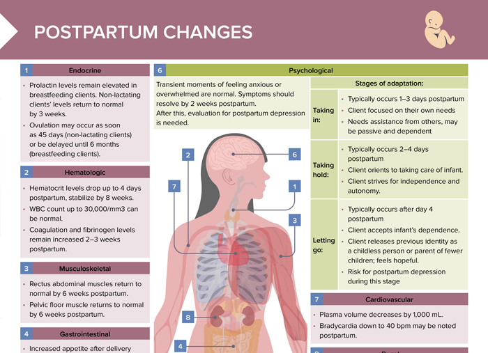 The Unseen Metamorphosis: Navigating the Normalcy of Postpartum Nipple Changes