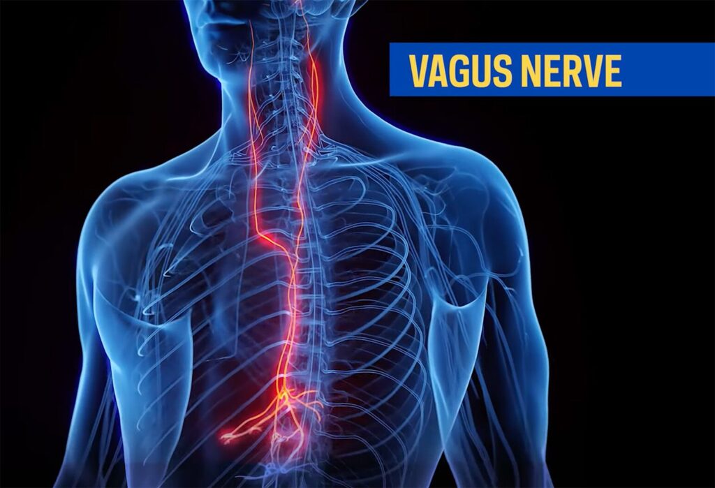 The Unseen Orchestra: How Your Voice, Socializing, and Vagus Nerve Conduct a Symphony of Heart Health
