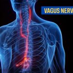 The Unseen Orchestra: How Your Voice, Socializing, and Vagus Nerve Conduct a Symphony of Heart Health