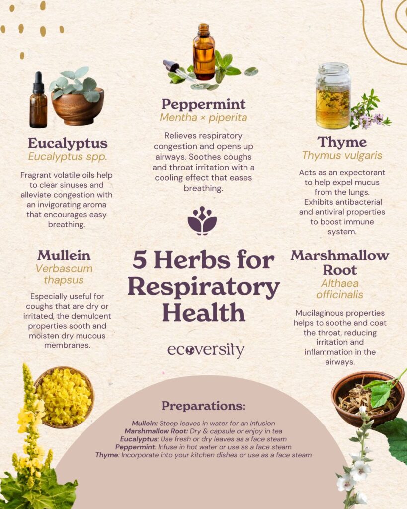 The Whispers of a Ancient Healer: How Tea Tree Oil Supports Respiratory Health