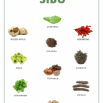 Wormwood and the Gut: Can This Ancient Herb Combat SIBO and Parasites?