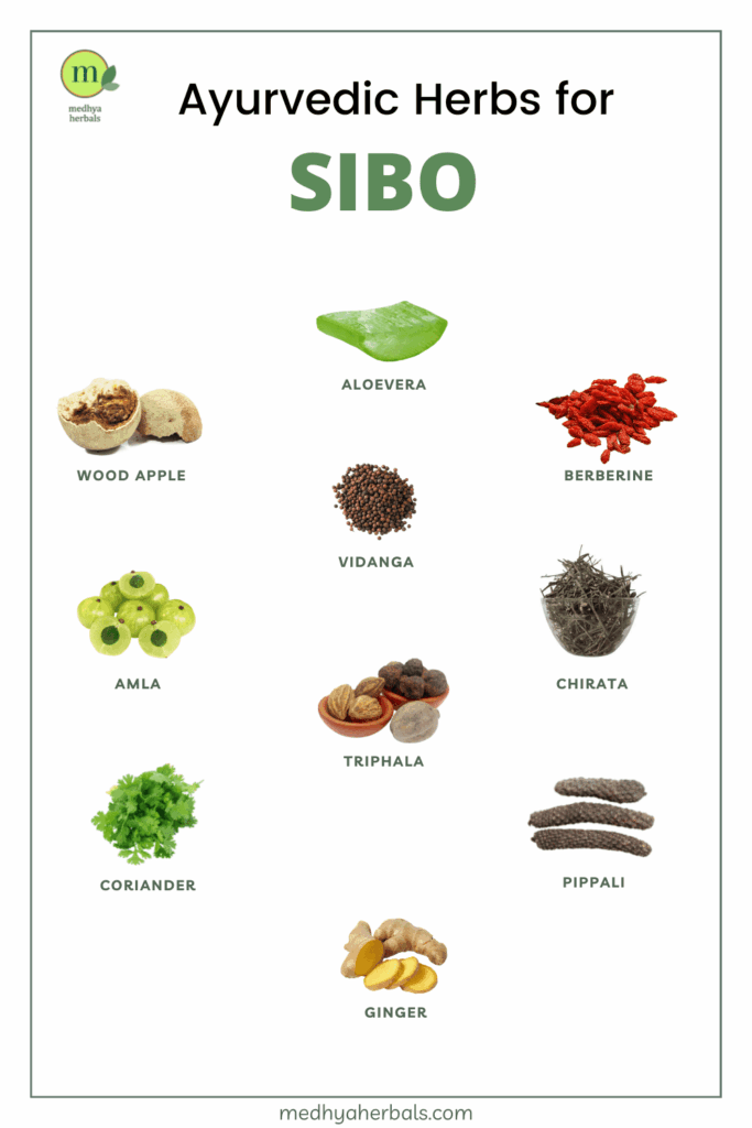 Wormwood and the Gut: Can This Ancient Herb Combat SIBO and Parasites?