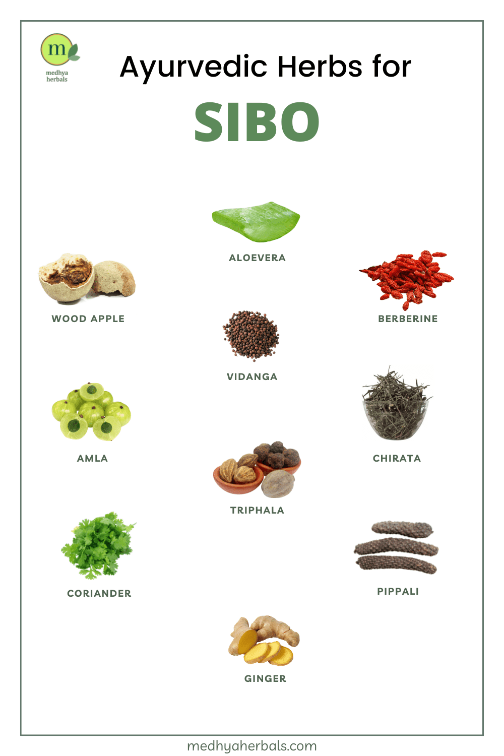 Wormwood and the Gut: Can This Ancient Herb Combat SIBO and Parasites?