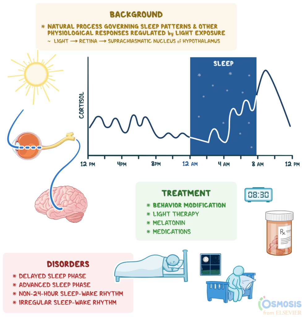 Your Immune System’s Night Shift: Why Rest is the Best Medicine