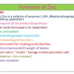 Metabolic Spark: The Role of Zinc in Energy Production and Insulin Sensitivity