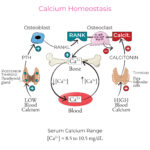 The Traffic Controller: How Vitamin K Directs Calcium Out of Your Arteries and Into Your Skeleton