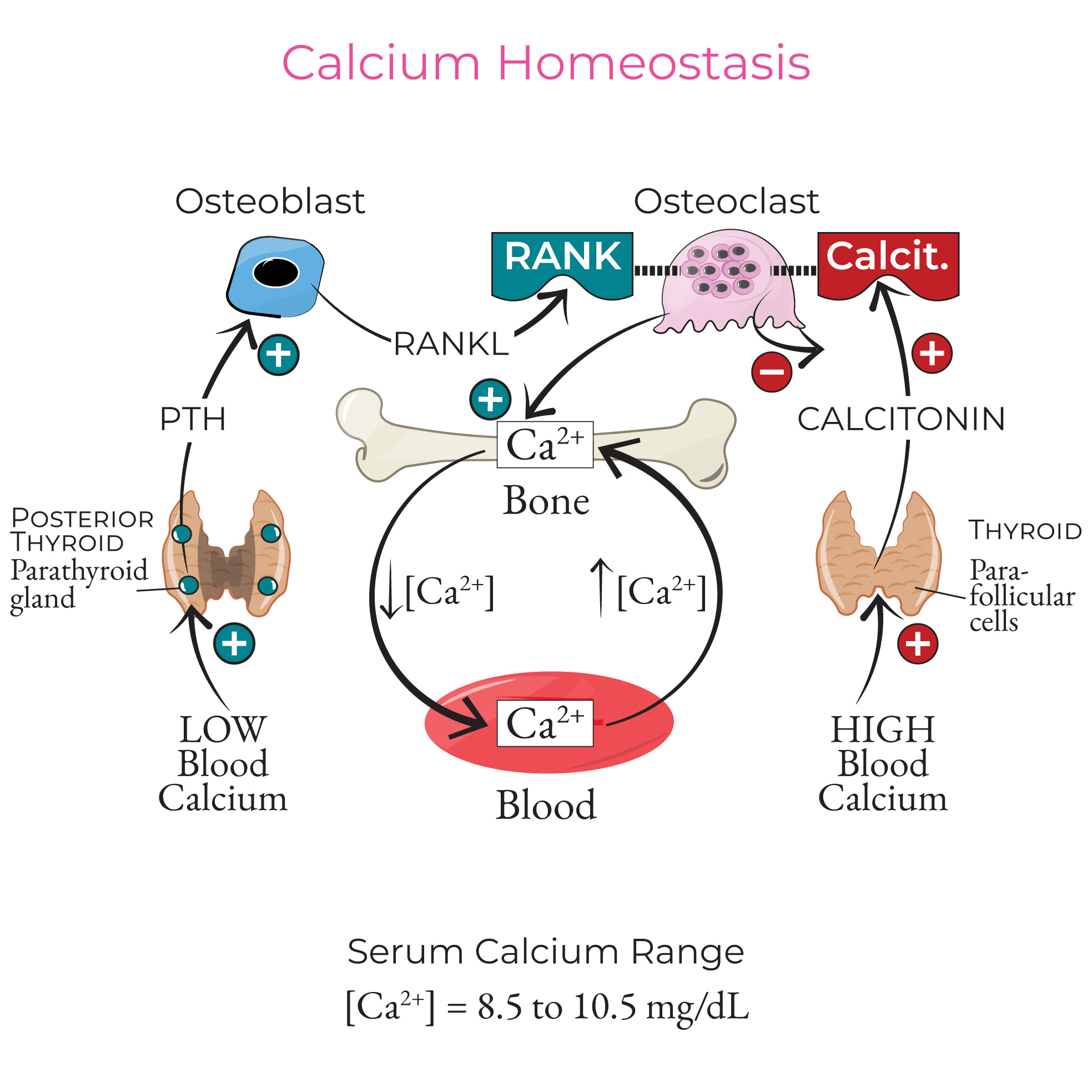 The Traffic Controller: How Vitamin K Directs Calcium Out of Your Arteries and Into Your Skeleton