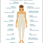 The Unseen Architects: How Essential Minerals Build Your Body’s Infrastructure