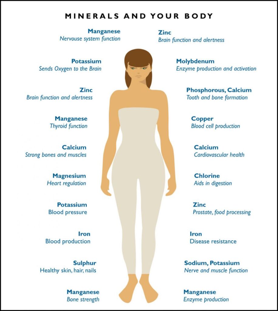 The Unseen Architects: How Essential Minerals Build Your Body’s Infrastructure